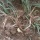 Pirika – omraženi vrtni korov je ljekovita biljka